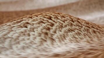 Abstract flowing wave with soft owl feather texture, featuring mottled brown and cream patterns for a natural, delicate look video