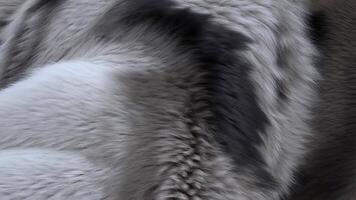 Abstract wave background featuring soft wolf fur texture effect, gradient grey tones with dark tips and white accents, rendered in 3d video