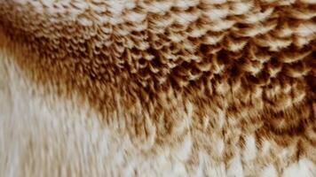 Beautiful abstract wave background with soft owl feather texture effect, mottled brown and cream patterns, rendered in 3d video