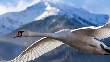 Majestic swan in mid-flight, wings outstretched against a backdrop of towering mountains. Powerful nature concept. photo