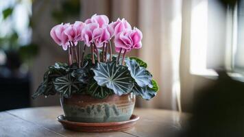 Vibrant pink cyclamen plant in full bloom within rustic ceramic container. Home decor nature concept photo