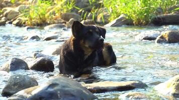 A black dog sits in a stream at day. Black Thai dog with brown legs and brown eyes, giving it the appearance of four eyes. video