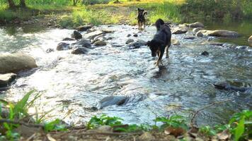 Two black dog Walk through the stream at day. Black Thai dog with brown legs and brown eyes, giving it the appearance of four eyes. video