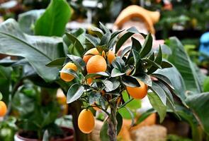citrus dwarf trees mandarin and kumquat in garden center on shelves. photo