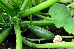Green young zucchini with yellow flower in summer bed. photo