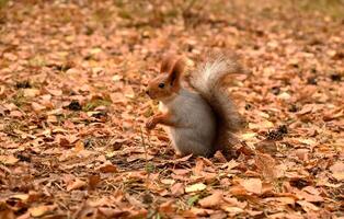 Girl feeds a wild squirrel from her hands, park, forest, dayon a shunny day photo