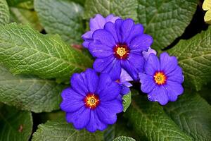 Primula Vulgaris blossom. Many Country Primula Flowers, top view banner. Vivid flowerscape, flat lay. Live wall of Primula Primrose Multicolored flowers photo