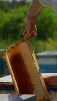 Male beekeeper cleans the honey frame off the bees. Man takes off the insects with the long brush. Blurred backdrop. Vertical video