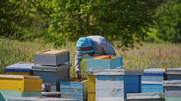 Apiculturist on a bee farm. Professional beekeeper takes frame full of bees out from the beehive in summer. Wooden hives on nature background. video