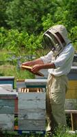 Man apiculturist stands at his little bee farm holding a frame. Apiarist shakes off the honey insects into the hive and takes it away. Vertical video