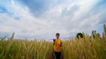 Little boy walks in wheat field. Happy child playing with toy plane on the field under beautiful sky. Boy among agriculture field in summer. Front view. video