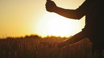 Seeds in man's hands at sunset. Farmer pouring out dry grains from one hand to another on the background of a setting sun in the field. video
