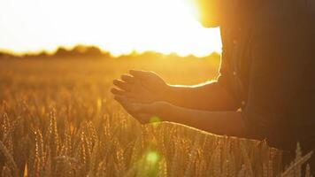 Grains in farmer's hands. Businessman evaluates the quality of grain. Wheat in the hands of farmer in the beautiful rays of the sunset. Agriculture. Close-up. video