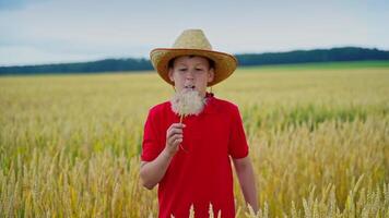 Teenager in straw hat on wheat field. Boy is blowing into the dandelion on beautiful nature background in farmland. Slow motion. video