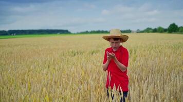 Boy with a spikelet on a field. Little farmer in straw hat examining grains of wheat while standing among agricultural land in summer. video