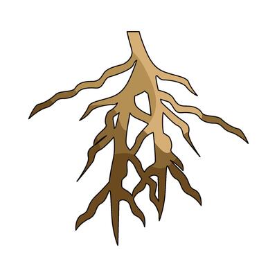 illustration of roots