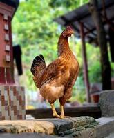 Brown Hen Standing Proud in a Rustic Setting photo