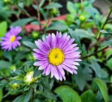 The beauty of nature is encapsulated in this stunning purple flower, adorned with a vibrant yellow center photo
