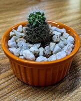 Embrace the beauty of simplicity with this charming cactus nestled in a vibrant orange bowl photo