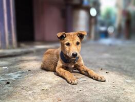 With paws up and a heart full of joy, this brown dog exemplifies the art of relaxation. May we all find such peace in our daily lives photo