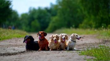 verschillend hond rassen. op zoek rechtdoorzee. verschillend rassen van honden zijn zittend in lijn Aan natuur achtergrond. groen tuin of Woud achtergrond. van zittend honden van klein rassen. video