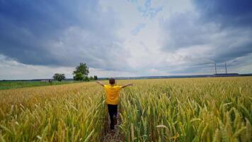 Cute child running in a wheat golden field on a summer day. from back. Blue and gold colours. video