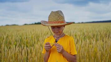 Little boy holding wheat ears in hands in a field. Kid with rye in hands. Straw hat on head. from a side. video