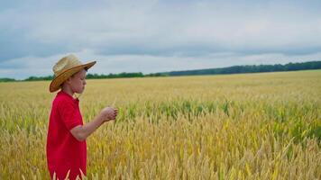Little farmer on yellow field. Serious boy in straw hat holds a spikelet in hand and examines it thoroughly. Agriculture concept. video