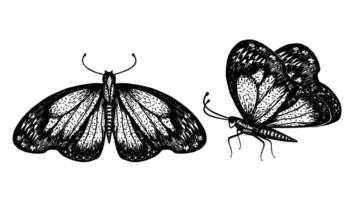 Butterfly sketch. Sketch insects butterfly. Female symbol. Symbol of immortality and transformation. Top view and side view. Wild nature engraved style vector