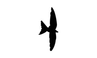 Flying Swift Bird Silhouette Design And Illustration. vector
