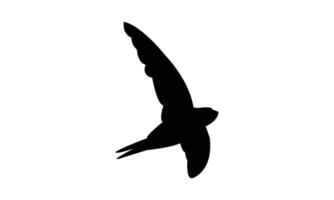 Swift Bird Silhouette vector