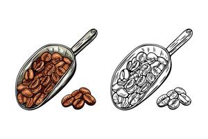 Engraving, spatula with coffee beans, illustration in color and line sketch vector
