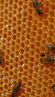 Beautiful shiny bees crawling over the light wax frame. Freshly produced honey shining in the cells. Sealed cells at backdrop in blur. Vertical video