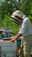 Apiculturist in protective hat looks trough the honey frames. Adult man working at his apiary on sunny summer day. Nature backdrop. Vertical video
