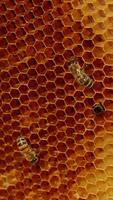 Dark brown spot on the light yellow wax frame. Bees moving around the honeycombs and crawling into the cells. Close up. Vertical video