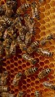 Worker bees move around the created wax cells. Stripy insects crawl over the frame. Close up. Blurred backdrop. Vertical video