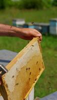 Male hands hold a honey frame shaking off the bees from it. Checking the honey combs ready for harvesting. Close up. Vertical video