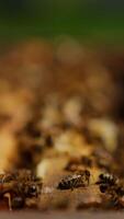 Beautiful bees crawling in the opened beehive. Honey insects on top of the wooden frames close up. Blurred backdrop. Vertical video
