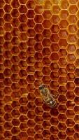 Busy bees creating the wax cells for gathering and storing honey. Macro footage. Blurred backdrop. Vertical video