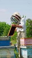 Dark wax honey frame in the hands of a male apiculturist. Disturbed bees crowding around the bee farmer. Nature backdrop. Vertical video