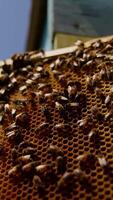 Hardworking busy bees crawling over the wax combs. Honey insects sealing the harvest in cells. Close up. Low angle view. Vertical video