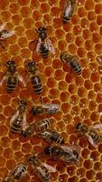 Shiny bees walking actively over the honeycombs. Liquid fresh honey shimmering in the light. Close up. Blurred backdrop. Vertical video