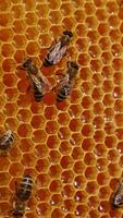 Bees producing honey and filing the wax cells. Hardworking insects walking over the honey combs. Close up. Vertical video