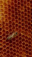 Some worker bees crawling around the empty wax cells. Hardworking insects creating the honeycombs. Close up. Vertical video