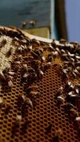 Working bees are on the wax frame standing at the beehive. Busy insects sealing the full cells with honey. Low angle view. Vertical video