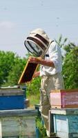 Apiarist wearing protective hat holds the frame in his hands. Beekeeper scratches the frame with the help of instrument. Nature backdrop. Vertical video
