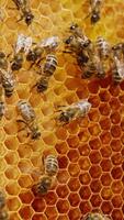 Industrious insects crawl around honeycombs and climb into them. Close up. Bee family working creating honey. Vertical video