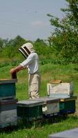 Examining the condition of frames at little bee farm. Man in protective cap takes a frame and shakes off the insects. Vertical video