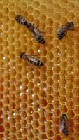 Industrious bees crawling over the wax cells full of fresh honey. Working insects on top of the light honeycombs. Close up. Vertical video