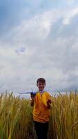 Little boy walks in wheat field. Happy child playing with toy plane on the field under beautiful sky. Boy among agriculture field in summer. Front view. Vertical video